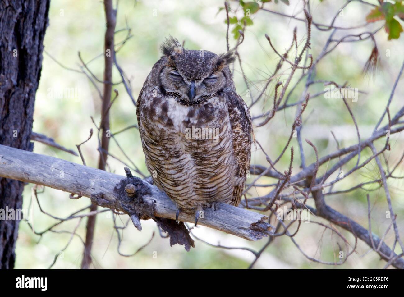 Great Horned Owl Adult sleeping Stock Photo
