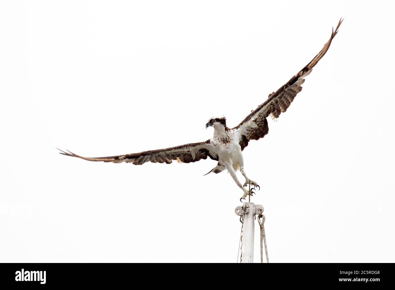 Osprey Taking Off from Top of Boat Mast Stock Photo Alamy