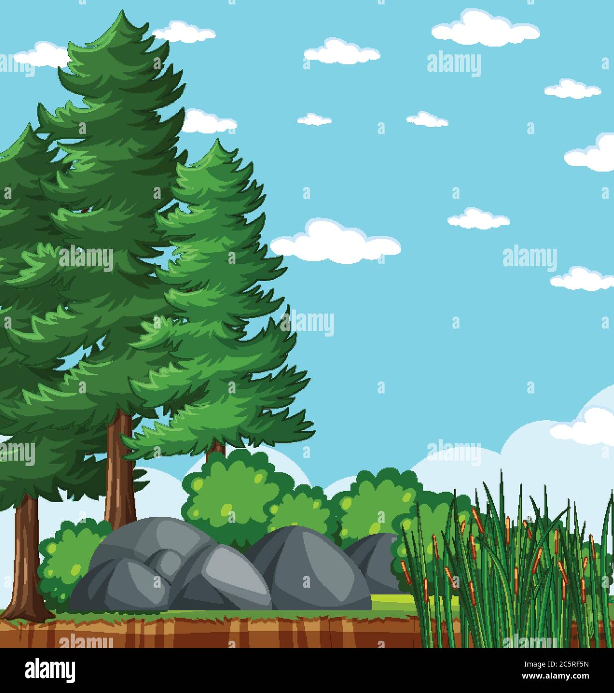 Pines tree in the nature park with blank bright blue sky scene ...