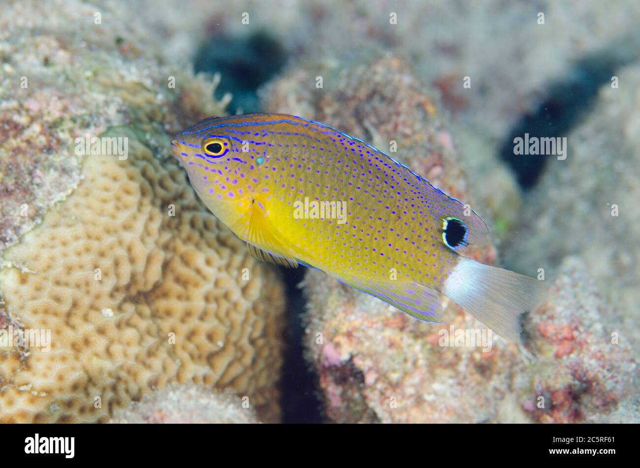 Speckled Damsel, Pomacentrus bankanensis, Karang Hatta dive site, Hatta Island, Banda Islands, Indonesia, Banda Sea Stock Photo