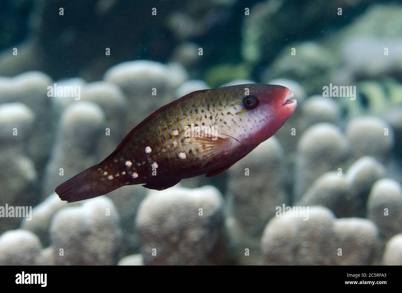 Sortidus Sordidus hi-res stock photography and images - Alamy