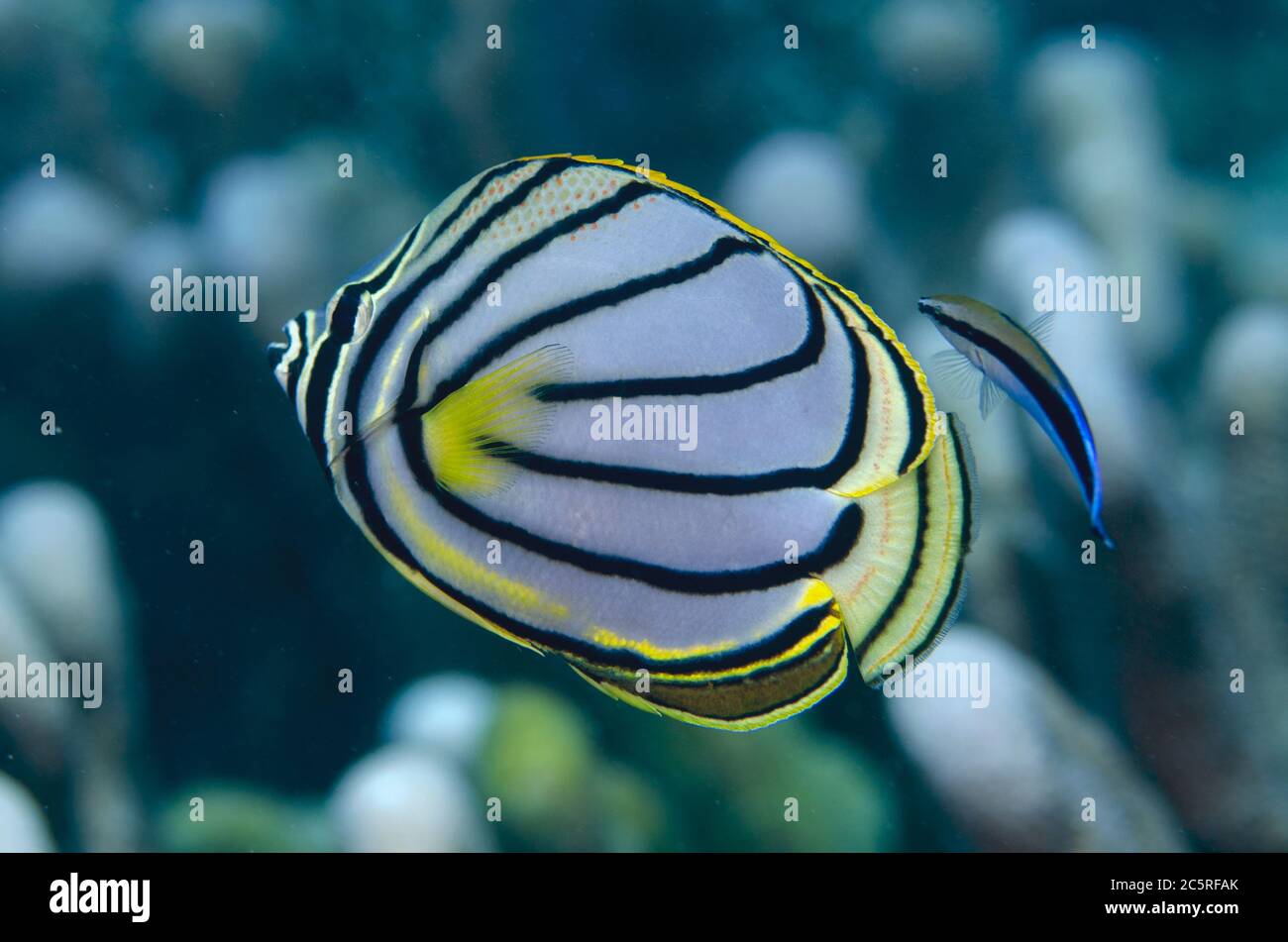 Meyer's Butterflyfish, Chaetodon meyersi, being cleaned by a Bluestreak Cleaner Wrasse, Labroides dimidiatus, Tanjung Buton dive site, Hatta Island, B Stock Photo