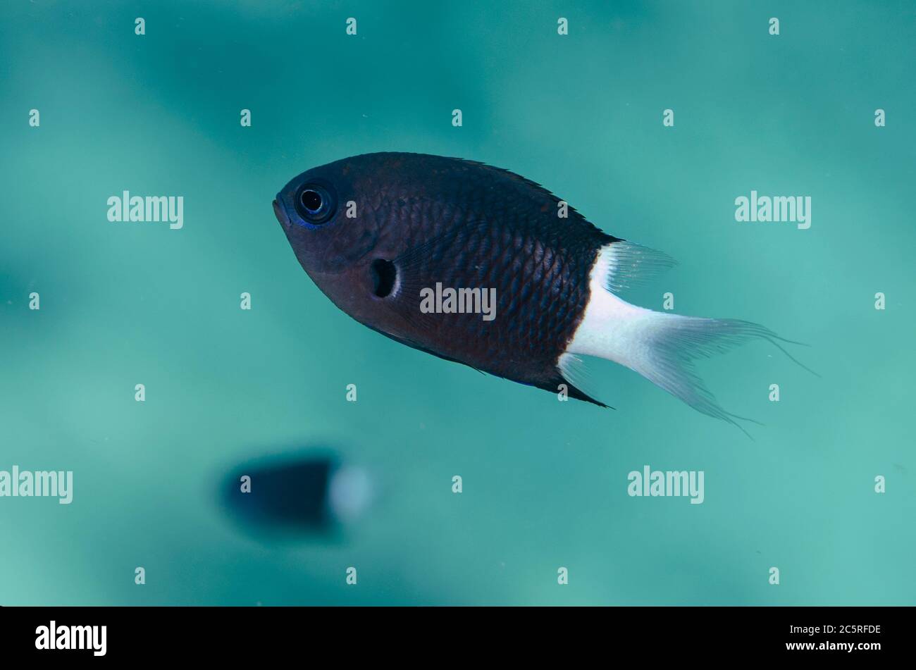 Bicolor Chromis, Acanthochromis margaritifer, Tanjung Buton dive site, Hatta Island, Banda Islands, Indonesia, Banda Sea Stock Photo
