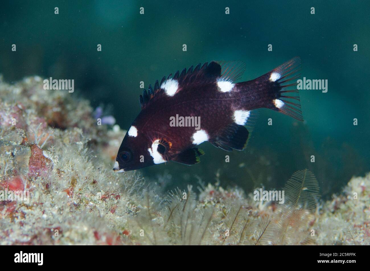 Juvenile Axilspot Hogfish, Bodianus axillaris, Pohon Miring dive site, Banda Besar Island, Banda Islands, Indonesia, Banda Sea Stock Photo
