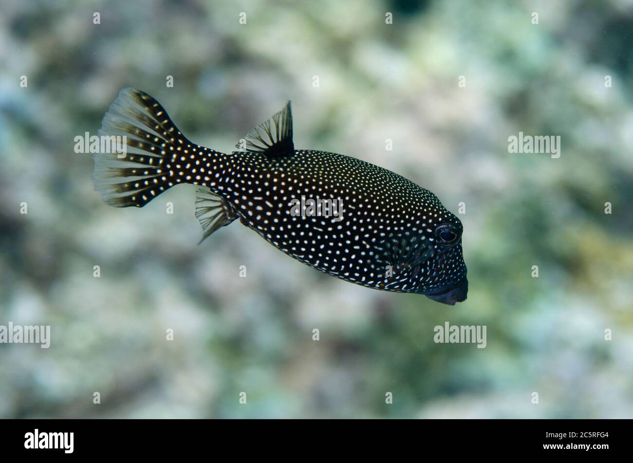 White-spotted Boxfish, Ostracion meleagris, Pohon Miring dive site, Banda Besar Island, Banda Islands, Indonesia, Banda Sea Stock Photo