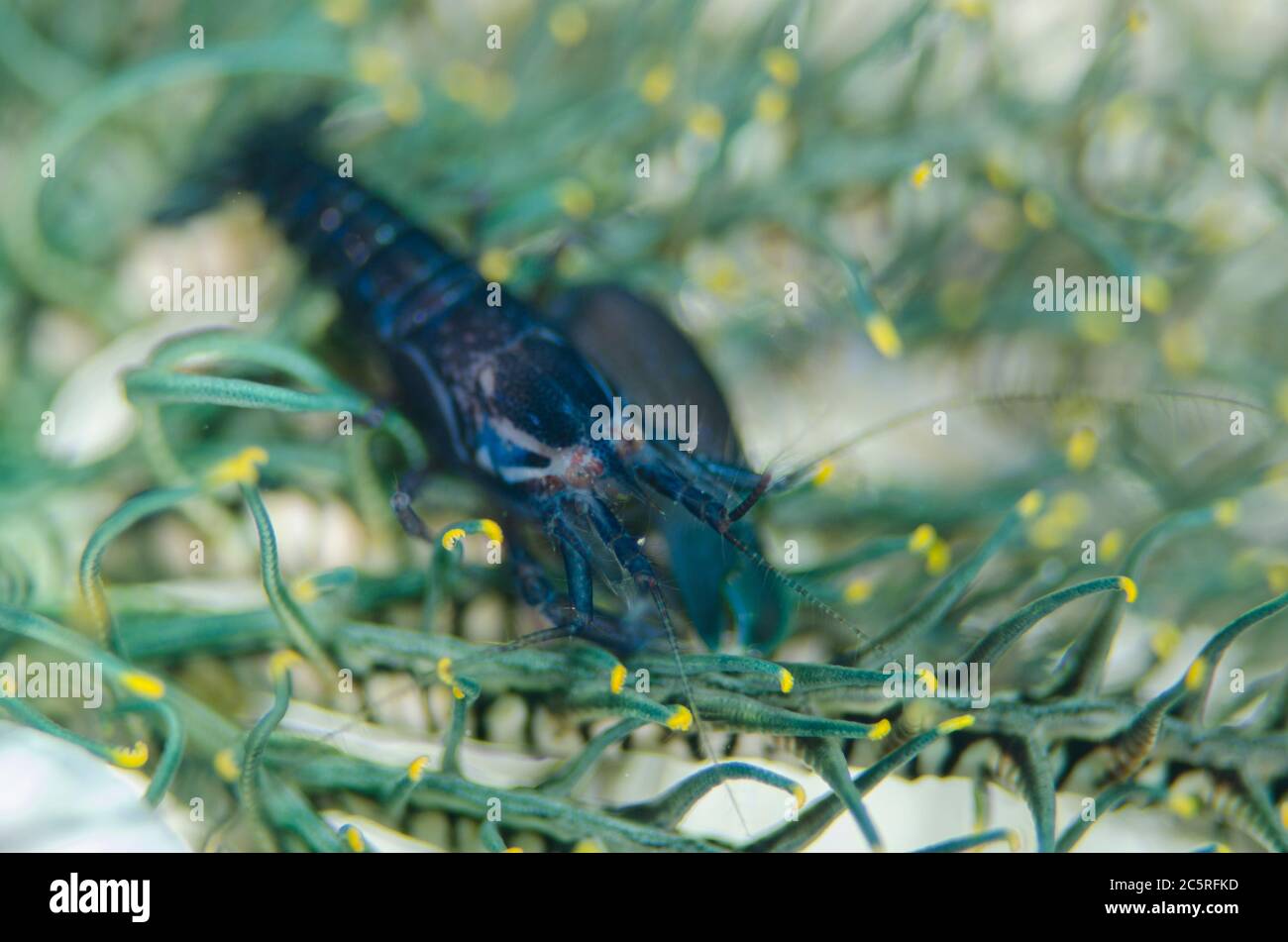 Striped Snapping Shrimp, Synalpheus striatus, on Crinoid, Comatulida Order, Pohon Miring dive site, Banda Besar Island, Banda Islands, Indonesia Stock Photo