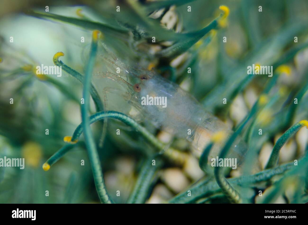 Recently moulted Striped Snapping Shrimp, Synalpheus striatus, on Crinoid, Comatulida Order, Pohon Miring dive site, Banda Besar Island, Banda Islands Stock Photo