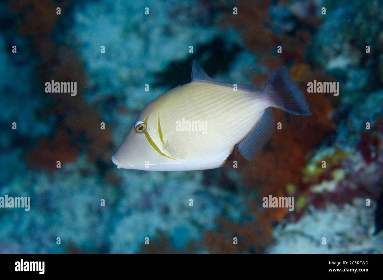 Scythe Triggerfish, Sufflamen bursa, Pohon Miring dive site, Banda Besar Island, Banda Islands, Indonesia, Banda Sea Stock Photo
