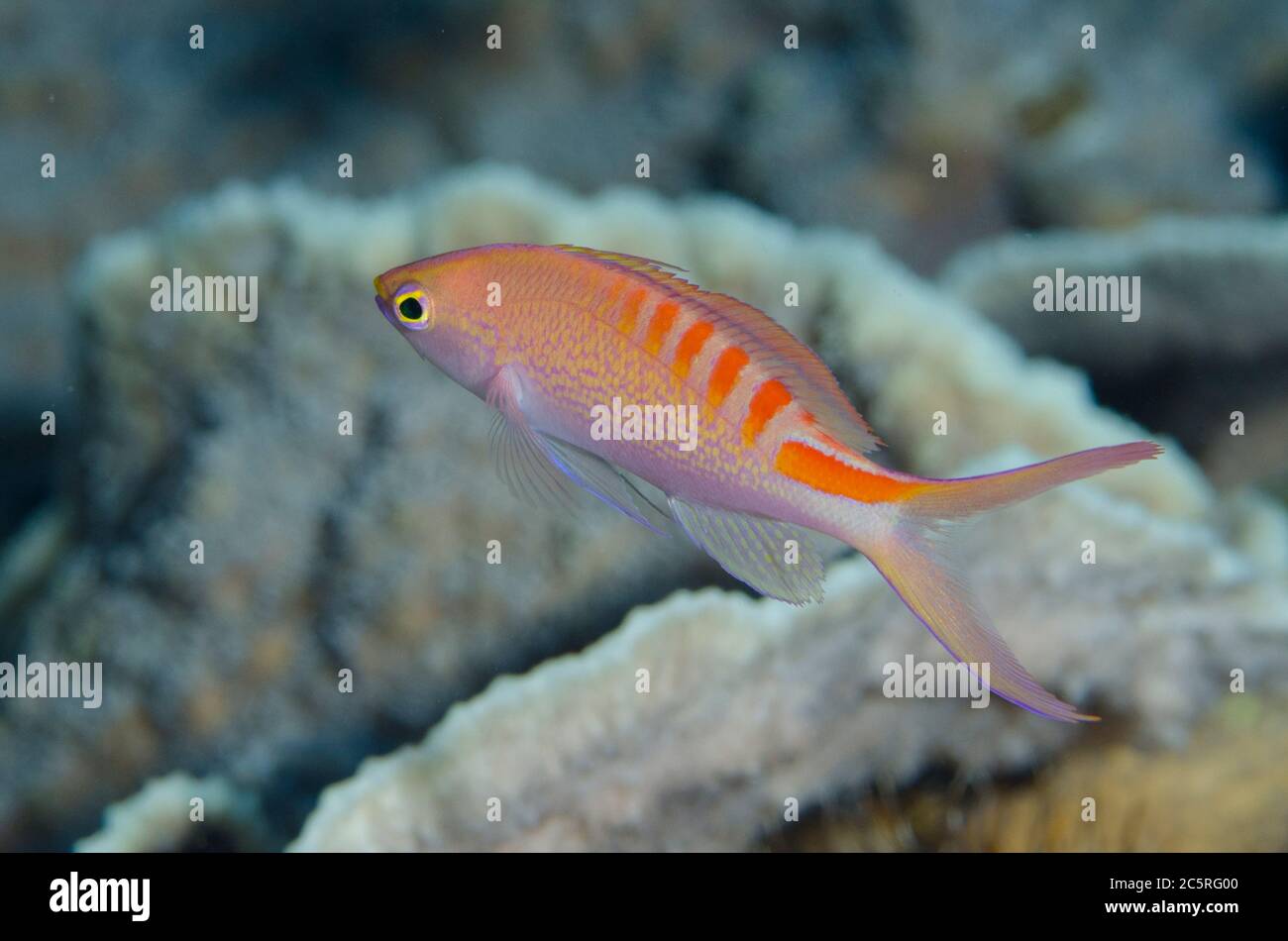 Princess lori hi-res stock photography and images - Alamy