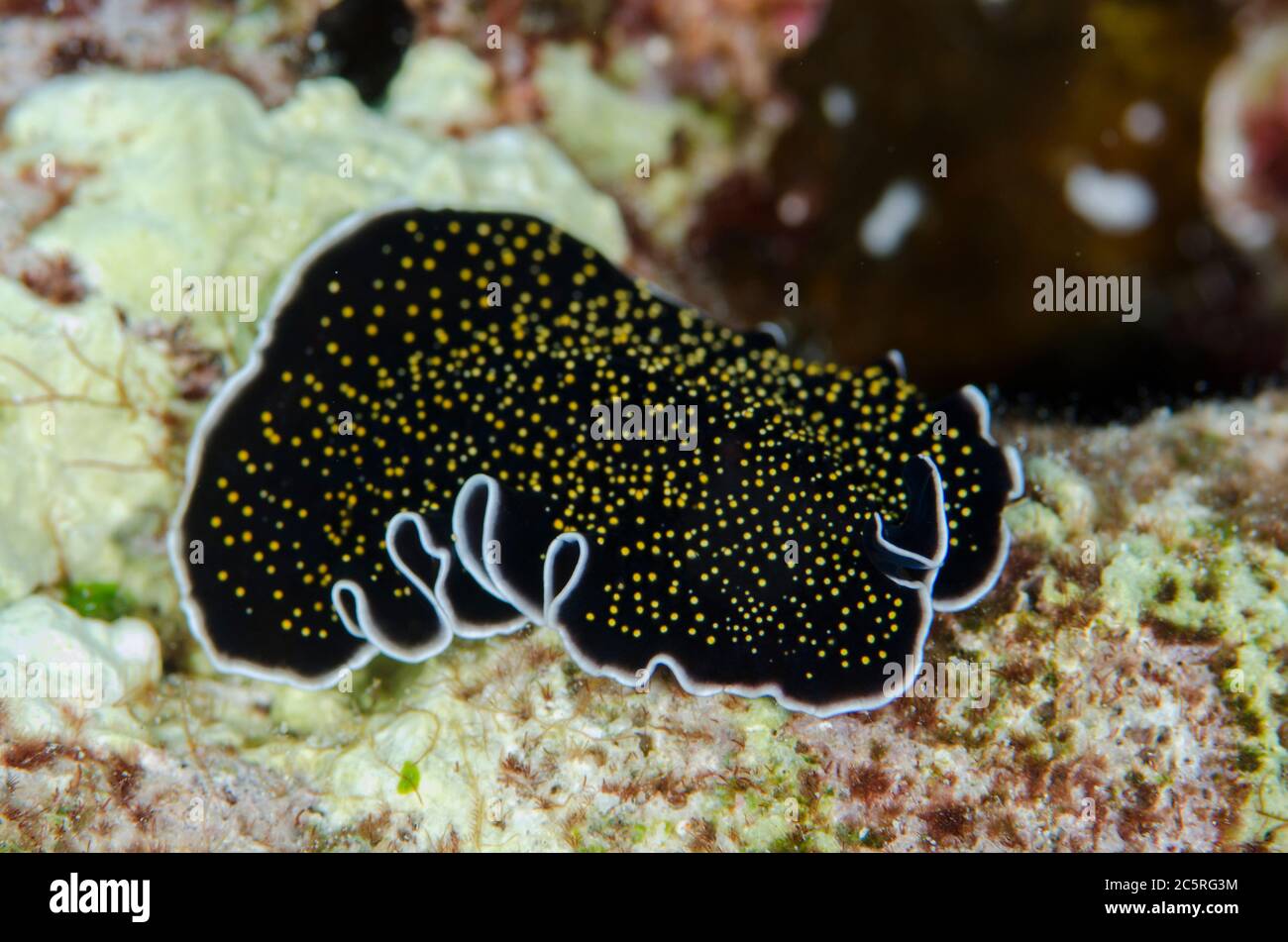 Gold-speckled Flatworm, Thysanozoon nigropapillosum, Suanggi Island dive site, Banda Islands, Indonesia, Banda Sea Stock Photo