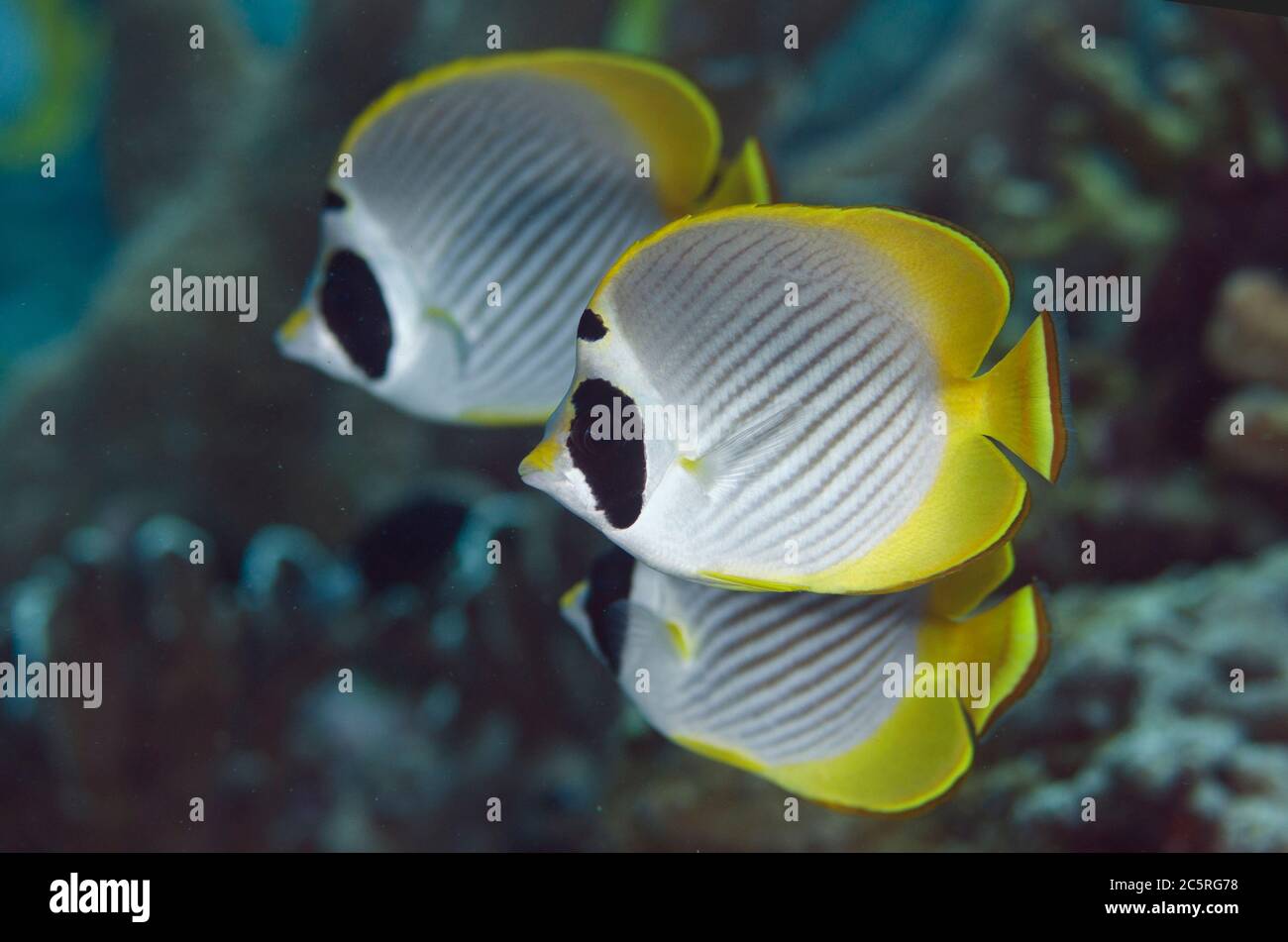 Trio of Panda Butterflyfish, Chaetodon adiergastos, Suanggi Island dive site, Banda Islands, Indonesia, Banda Sea Stock Photo