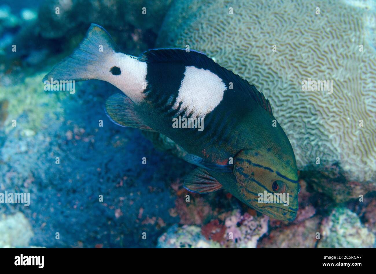 Masked Grouper, Gracila albomarginata, Suanggi Island dive site, Banda Islands, Indonesia, Banda Sea Stock Photo