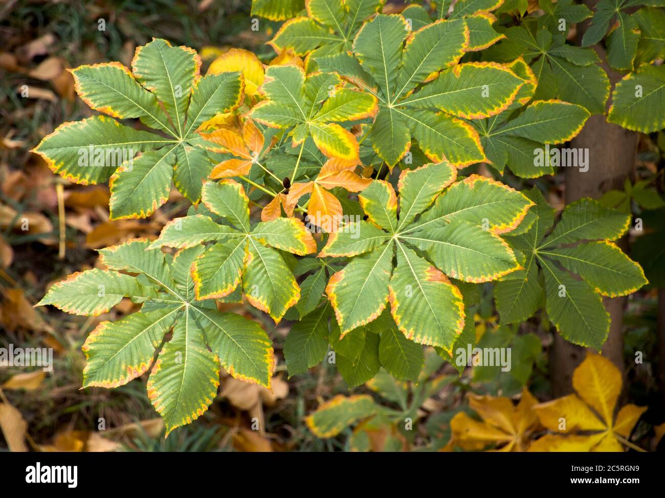 Yellow green autumn leaves texture, nature background Stock Photo - Alamy
