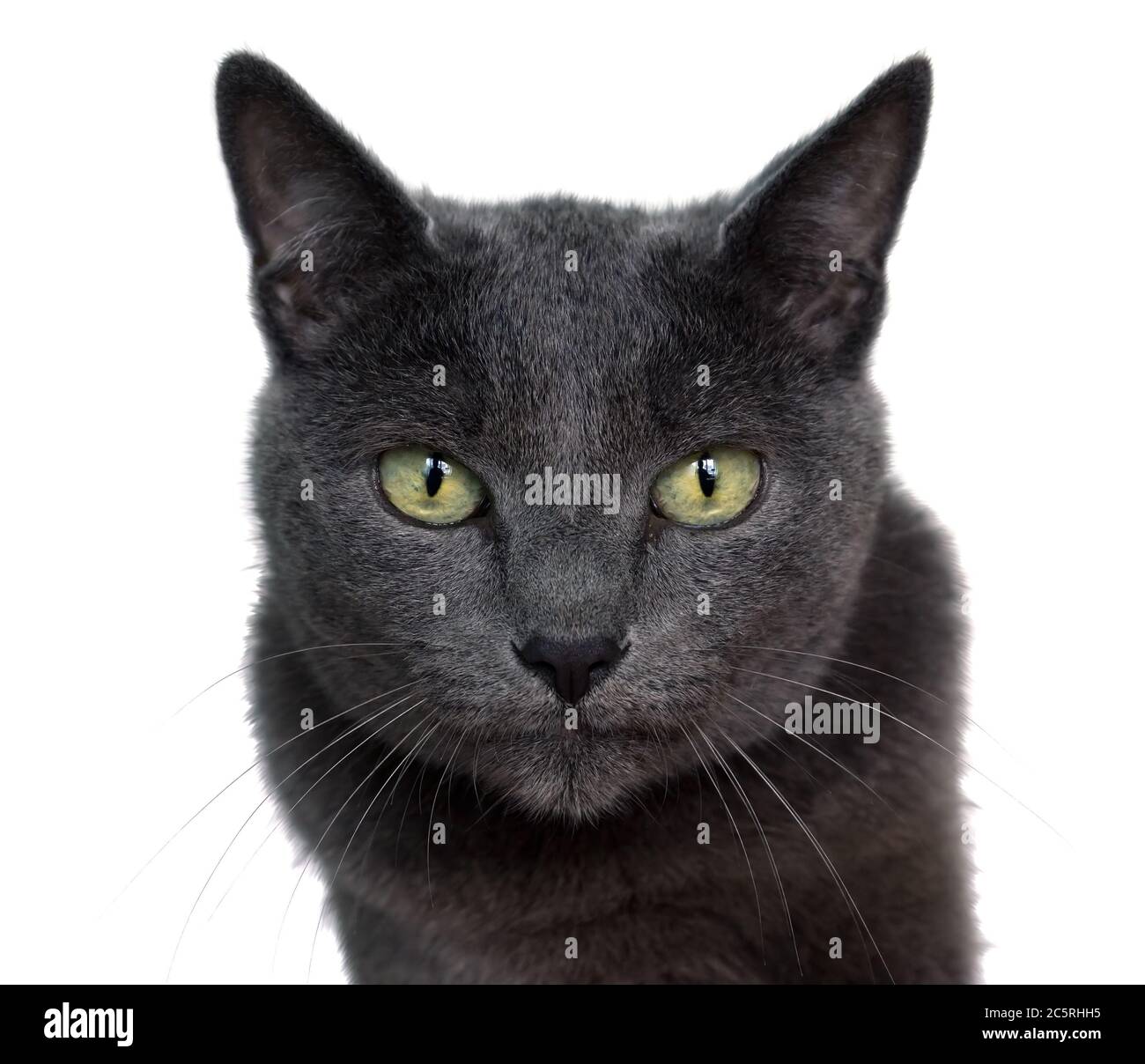 Portrait of Russian Blue cat on white background Stock Photo - Alamy