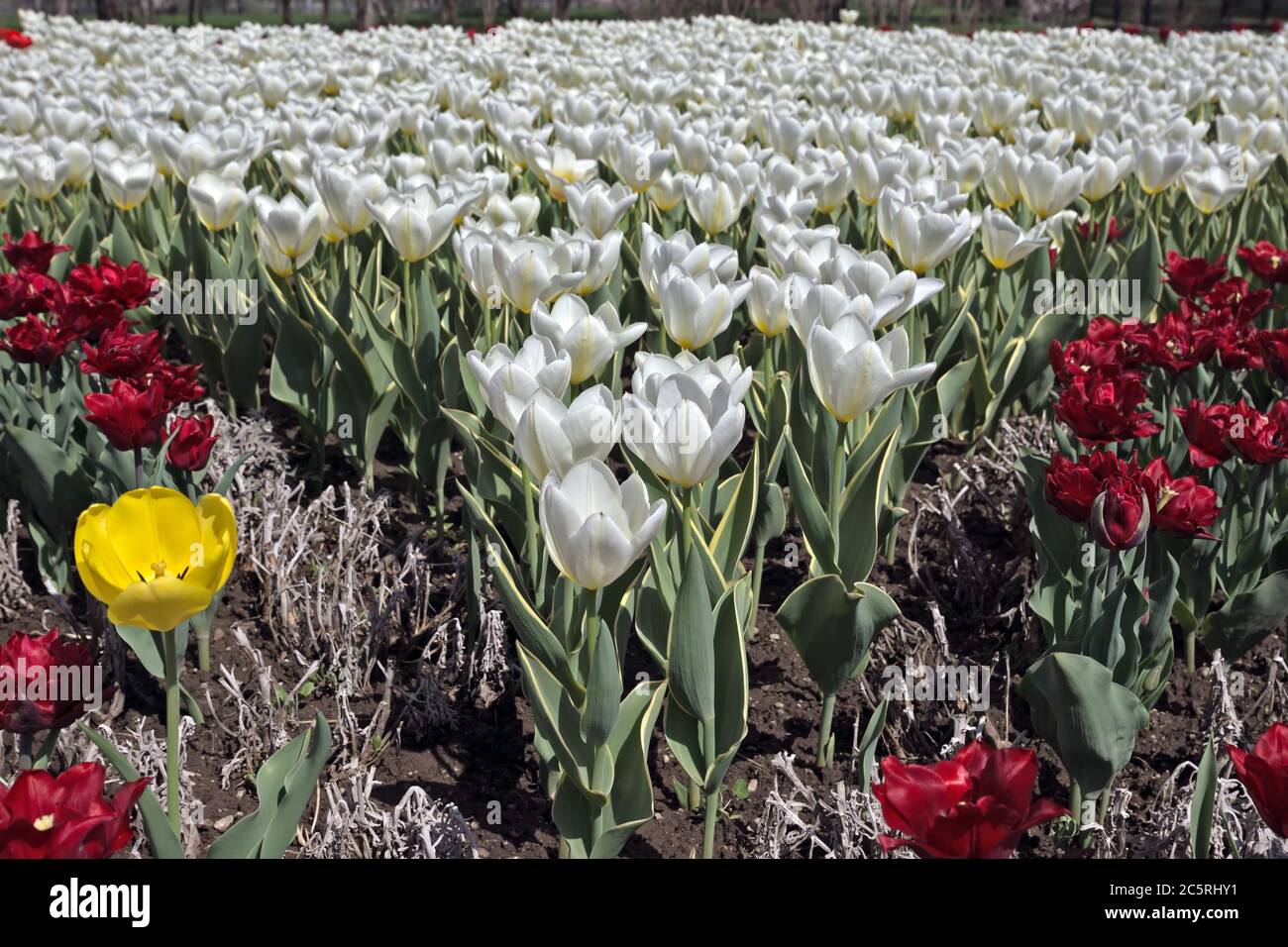 Field of White tulips in the Holland Stock Photo - Alamy