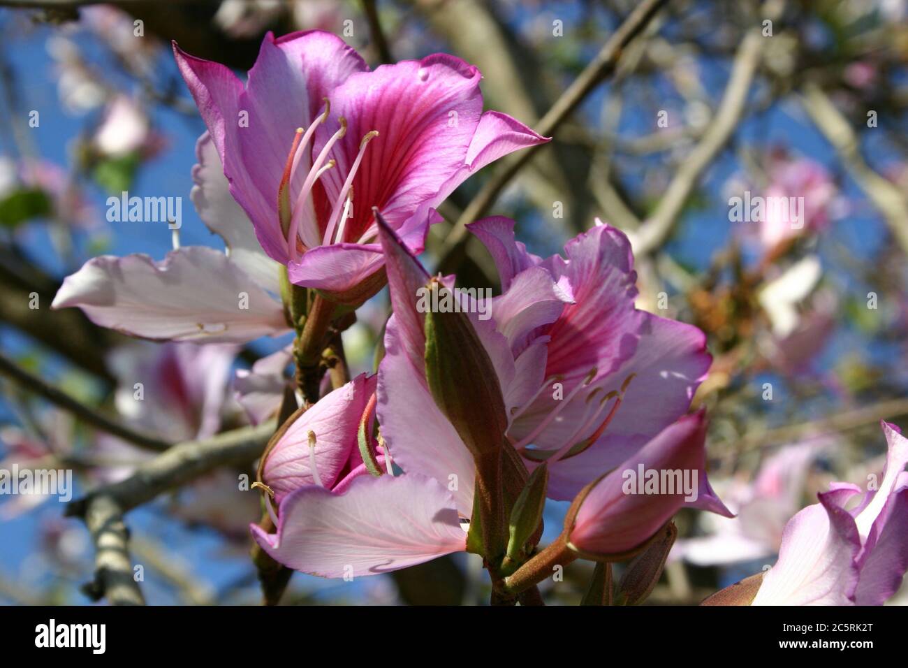 CLOSE-UP OF THE FLOWERS OF THE BEAUTIFUL BAUHINIA TREE, AUSTRALIA. Stock Photo