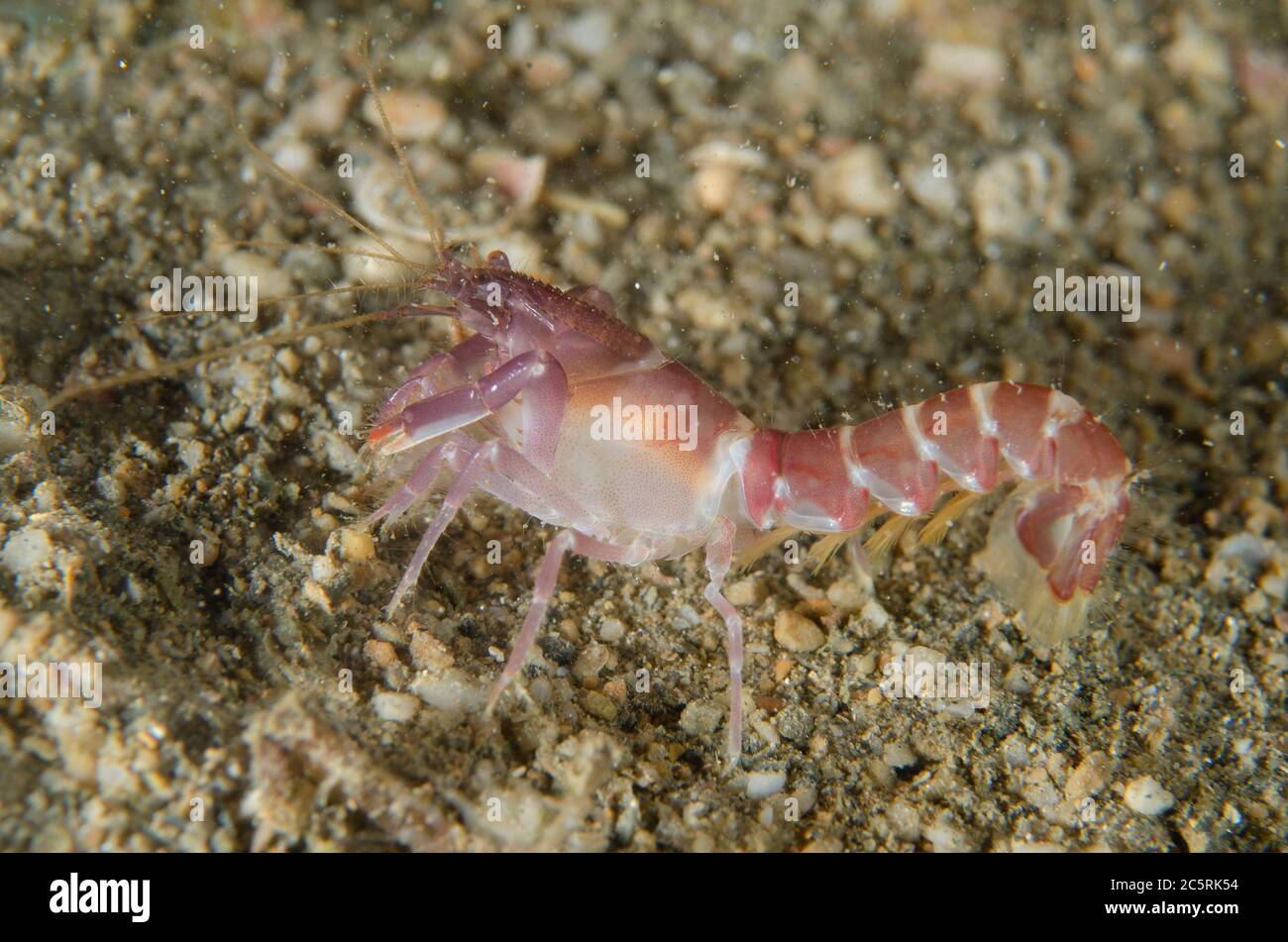 Snapping Shrimp, Alpheus frontalis, on sand, night dive, Tasi Tolu dive site, Dili, East Timor Stock Photo