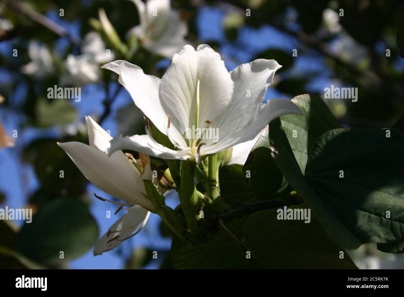 CLOSE-UP OF THE FLOWERS OF THE BEAUTIFUL BAUHINIA TREE, AUSTRALIA. Stock Photo