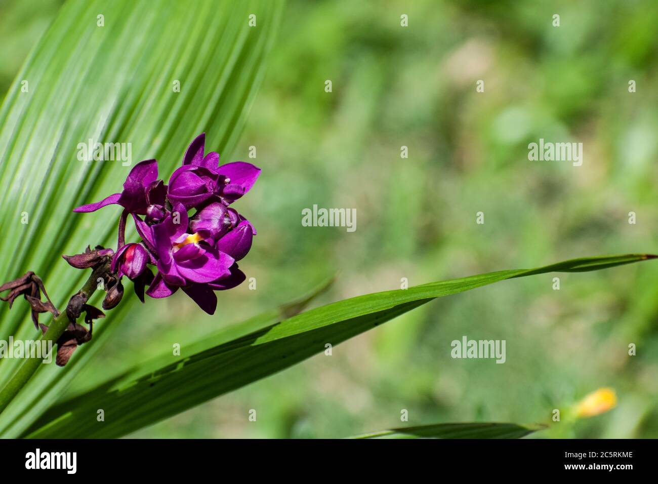 Group of purple spathoglottis plicata or Philippine ground orchid flowers and bulbs against blurred background of nature with green leaves and grass. Stock Photo