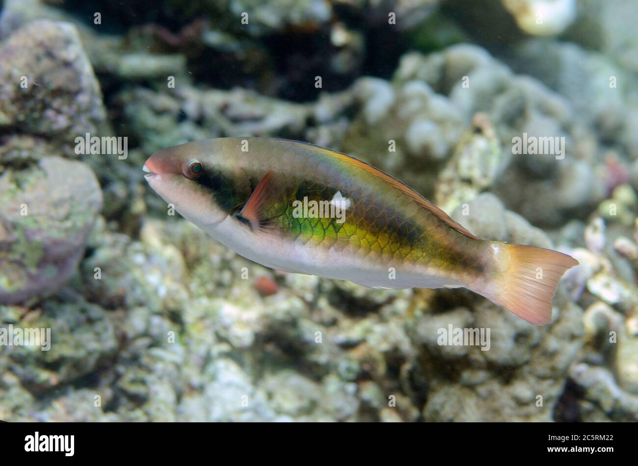 Female Forsten's Parrotfish, Scarus forsteni, Pulau Molana dive site, near Ambon, Maluku, Indonesia, Banda Sea Stock Photo
