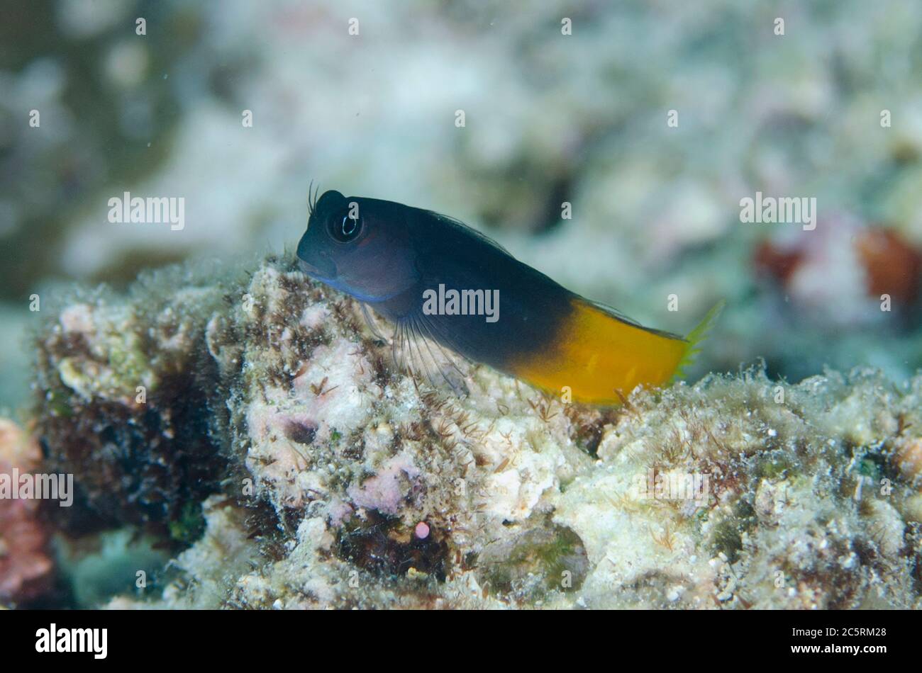 Bicolor Blenny, Ecsenius bicolor, Pulau Molana dive site, near Ambon, Maluku, Indonesia, Banda Sea Stock Photo