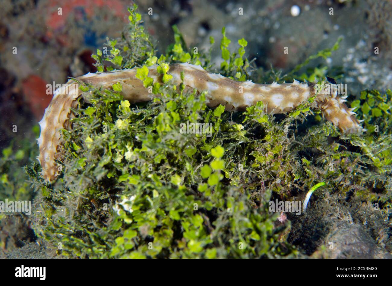 Tigertail Sea Cucumber, Holothuria hilla, Laha dive site, Ambon, Maluku, Indonesia, Banda Sea Stock Photo