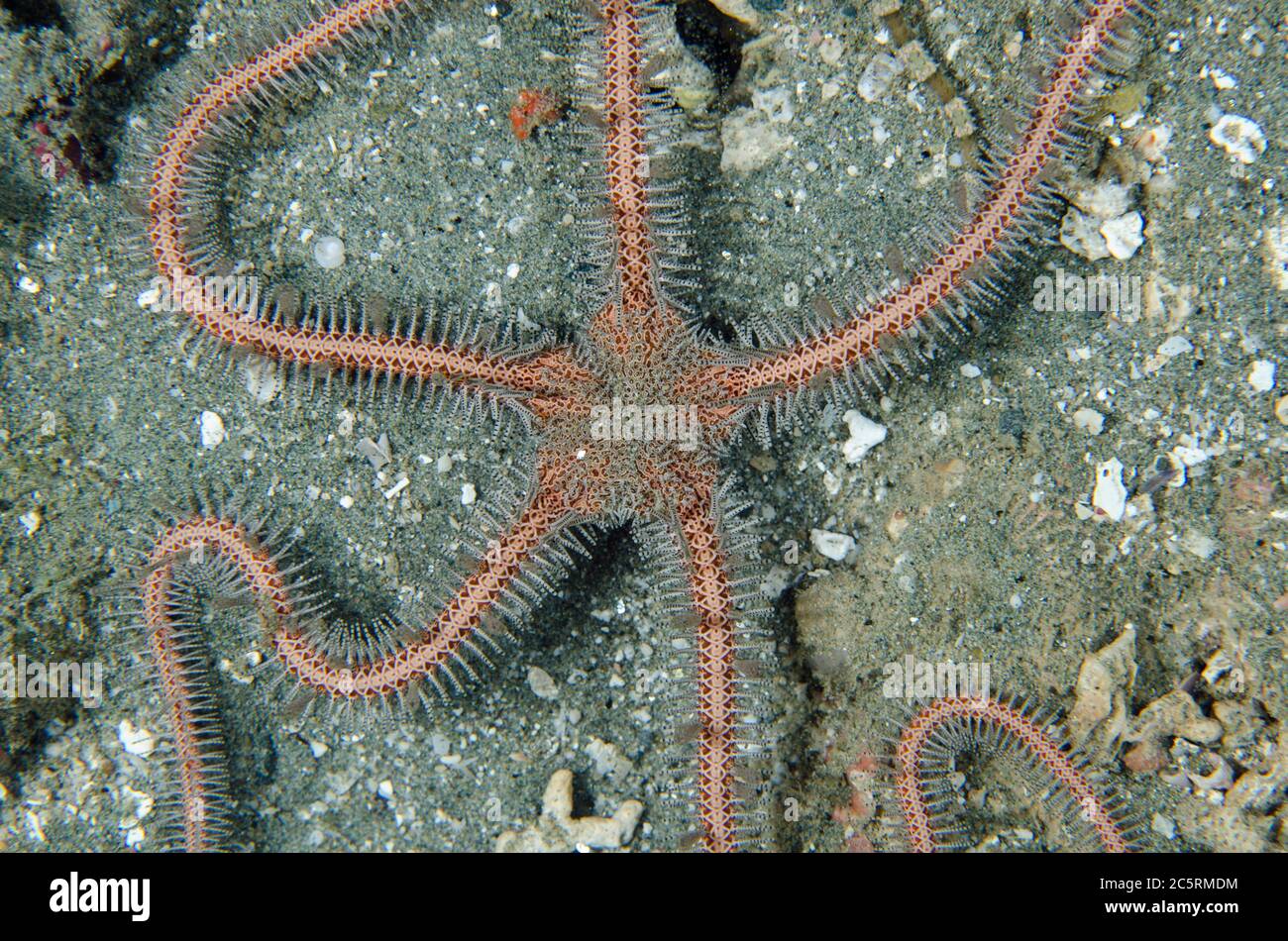 Brittle Star, Ophiothrix sp, Laha dive site, Ambon, Maluku, Indonesia, Banda Sea Stock Photo