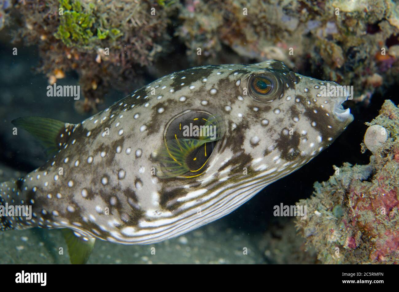 White-spotted Puffer, Arothron hispidus, Laha dive site, Ambon, Maluku, Indonesia, Banda Sea Stock Photo