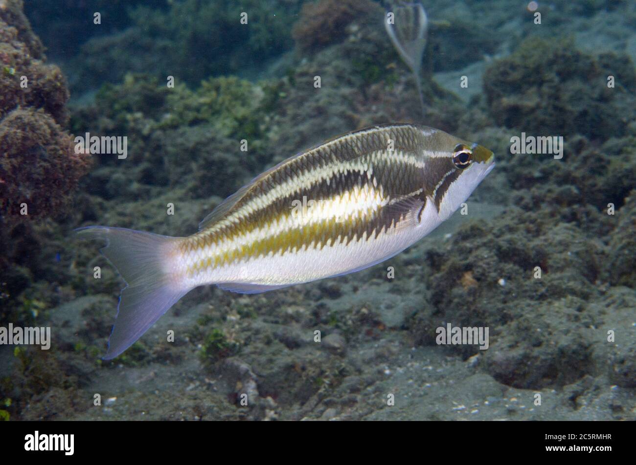 Three-striped Whiptail, Pentapodus trivittatus, Laha dive site, Ambon, Maluku, Indonesia, Banda Sea Stock Photo