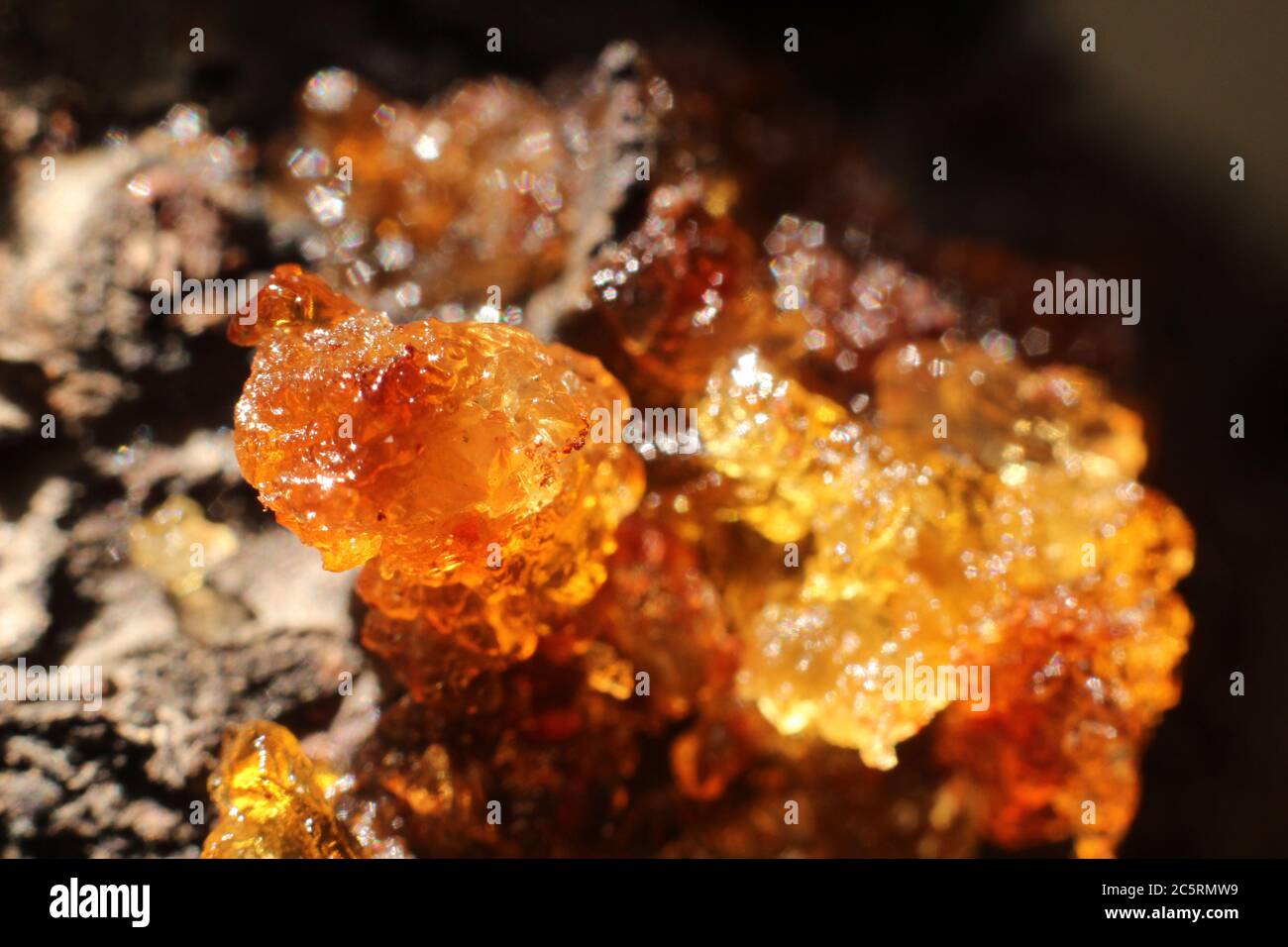 Resin from a peach tree Stock Photo - Alamy