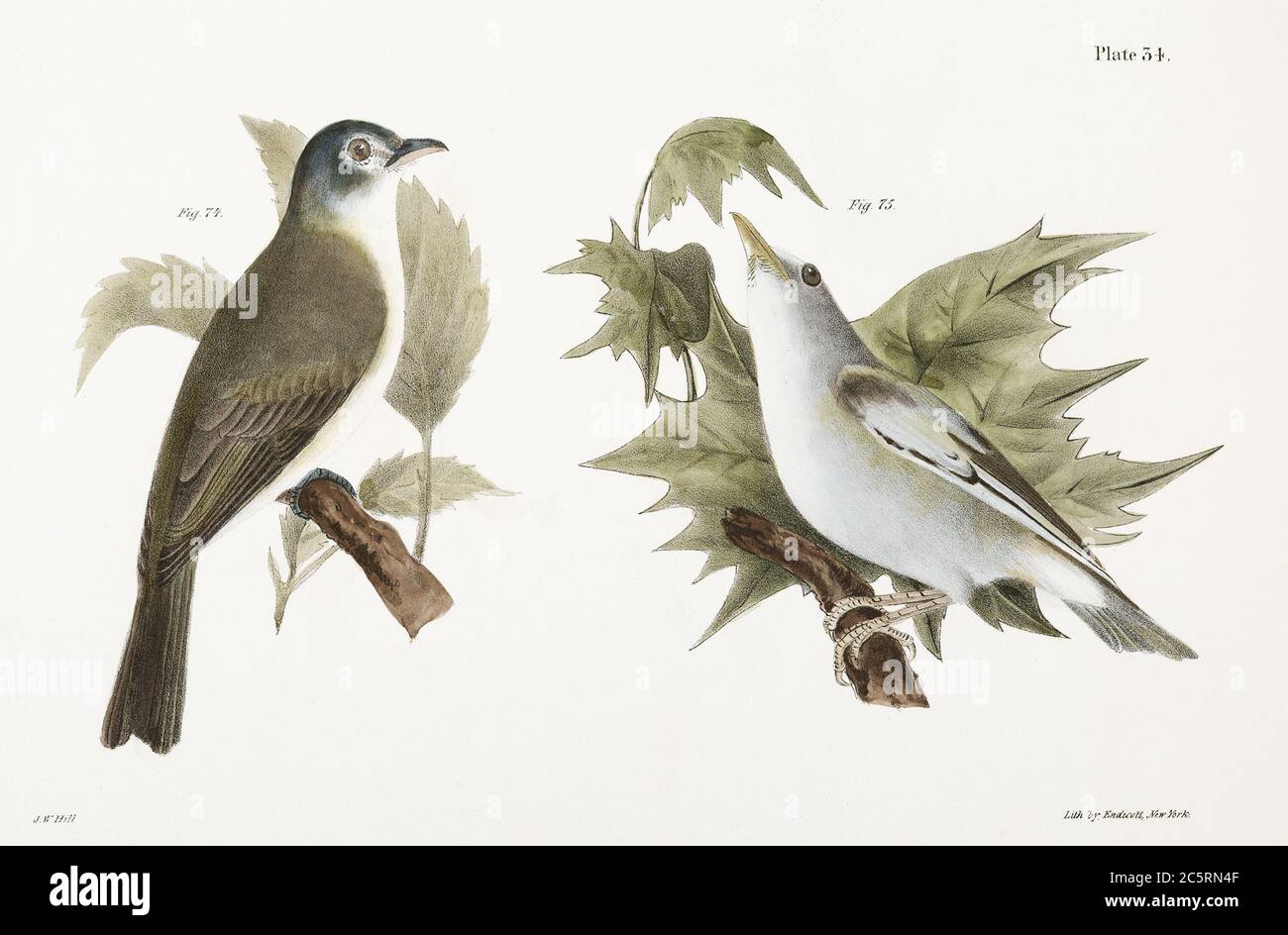 The Warblink Greenlet (Vireo gilvus) 75. The Red-eyed Greenlet (Vireo olivaceus) illustration from Zoology of Ne.jpg - 2C5RN4F Stock Photo