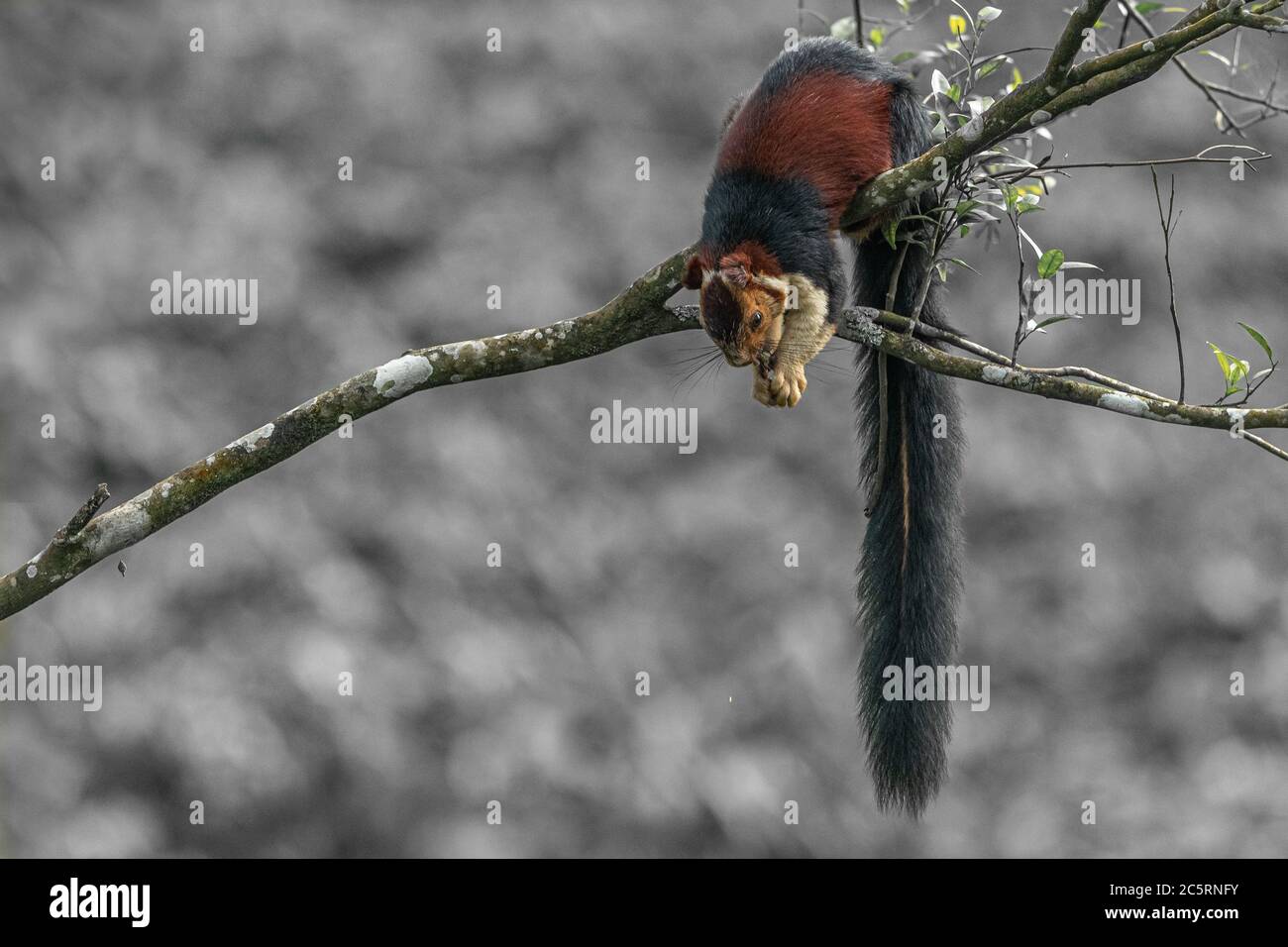 Tamilnadu wildlife hi-res stock photography and images - Alamy Tamilnadu wildlife hi-res stock photography and images - Alamy