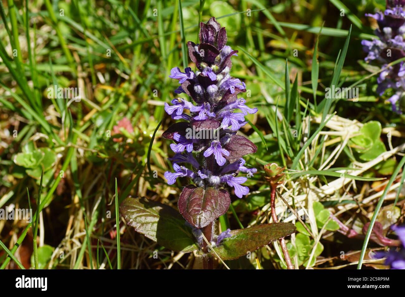 Blue bugle, Bugleherb, Bugleweed, Common bugle, Ajuga (Ajuga reptans). Family Mints (Labiatae, Lamiaceae) in a Dutch garden in spring. Stock Photo