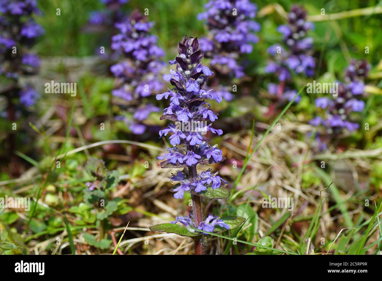 Blue bugle, Bugleherb, Bugleweed, Common bugle, Ajuga (Ajuga reptans). Family Mints (Labiatae, Lamiaceae) in a Dutch garden in spring. Stock Photo