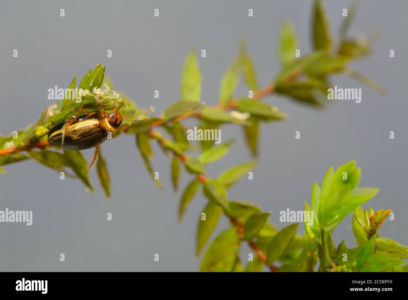 Hydroporinae hi-res stock photography and images - Alamy