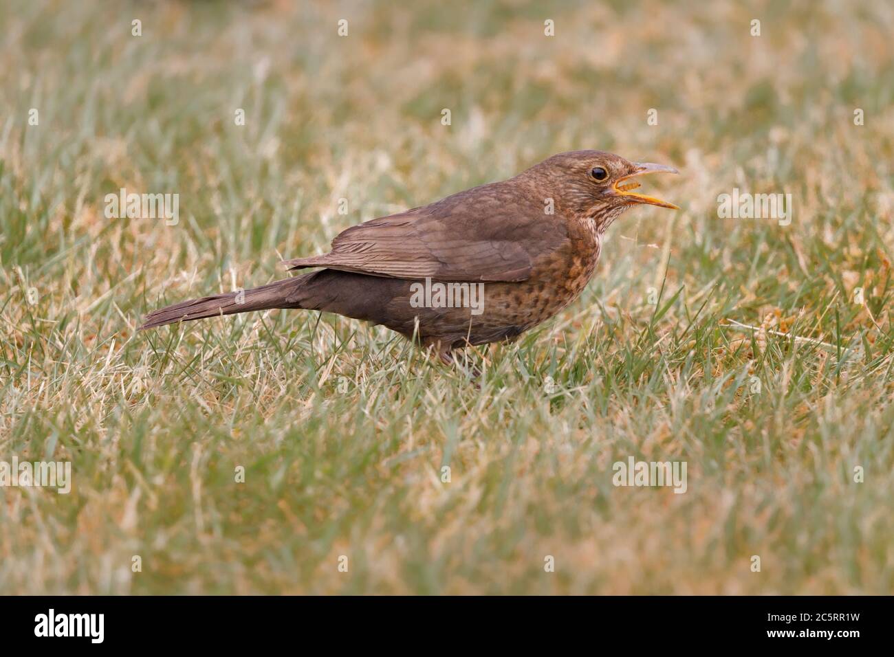 female black bird standing on grass swallowing bug Stock Photo