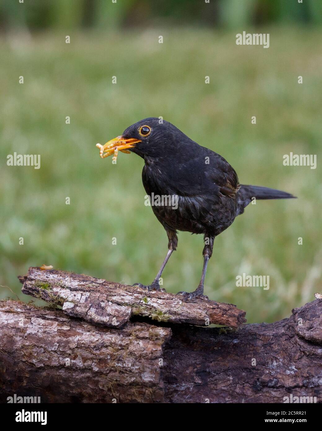 black bird on log with bug in beak Stock Photo