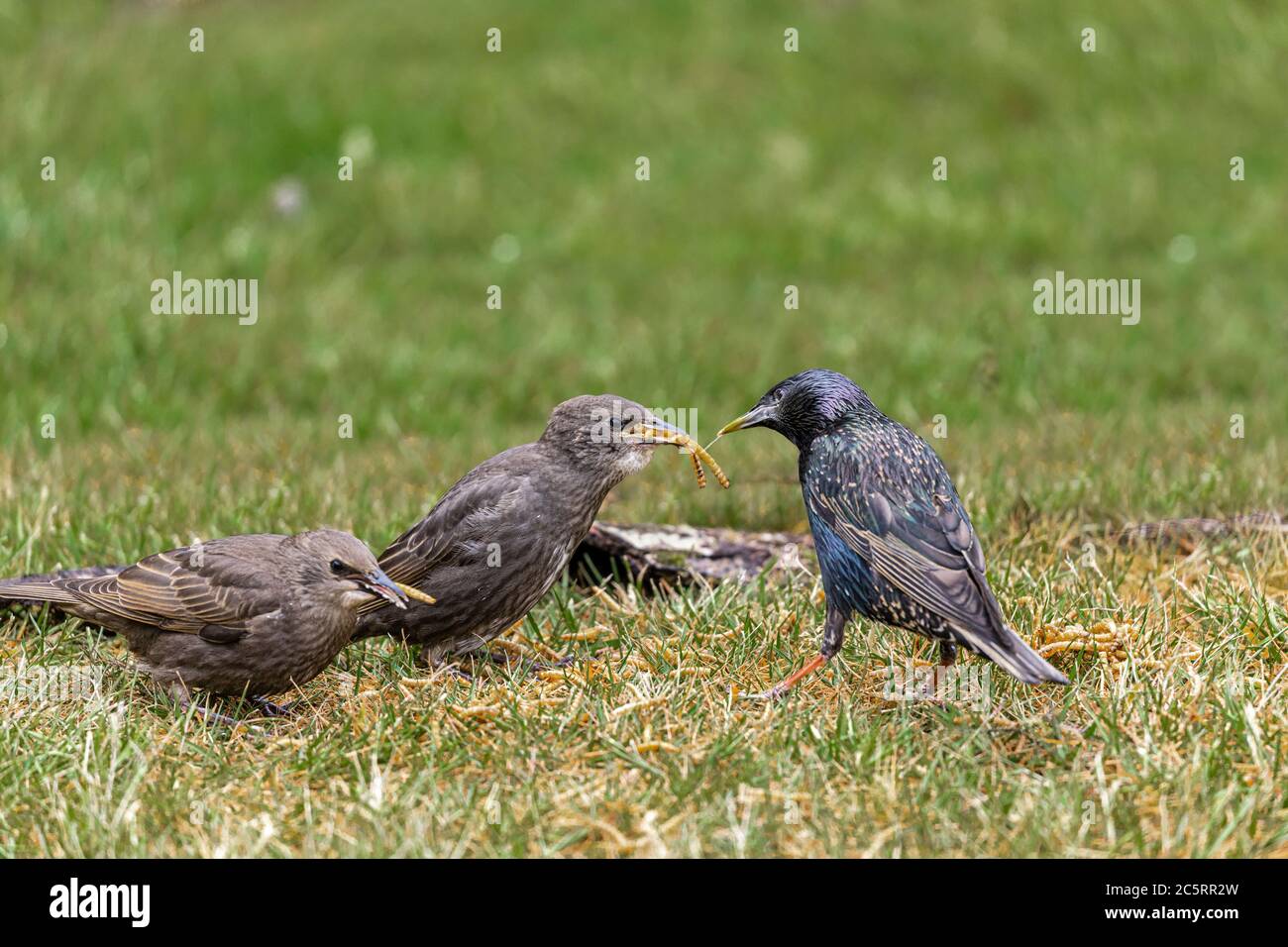 starling feeding baby Stock Photo Alamy