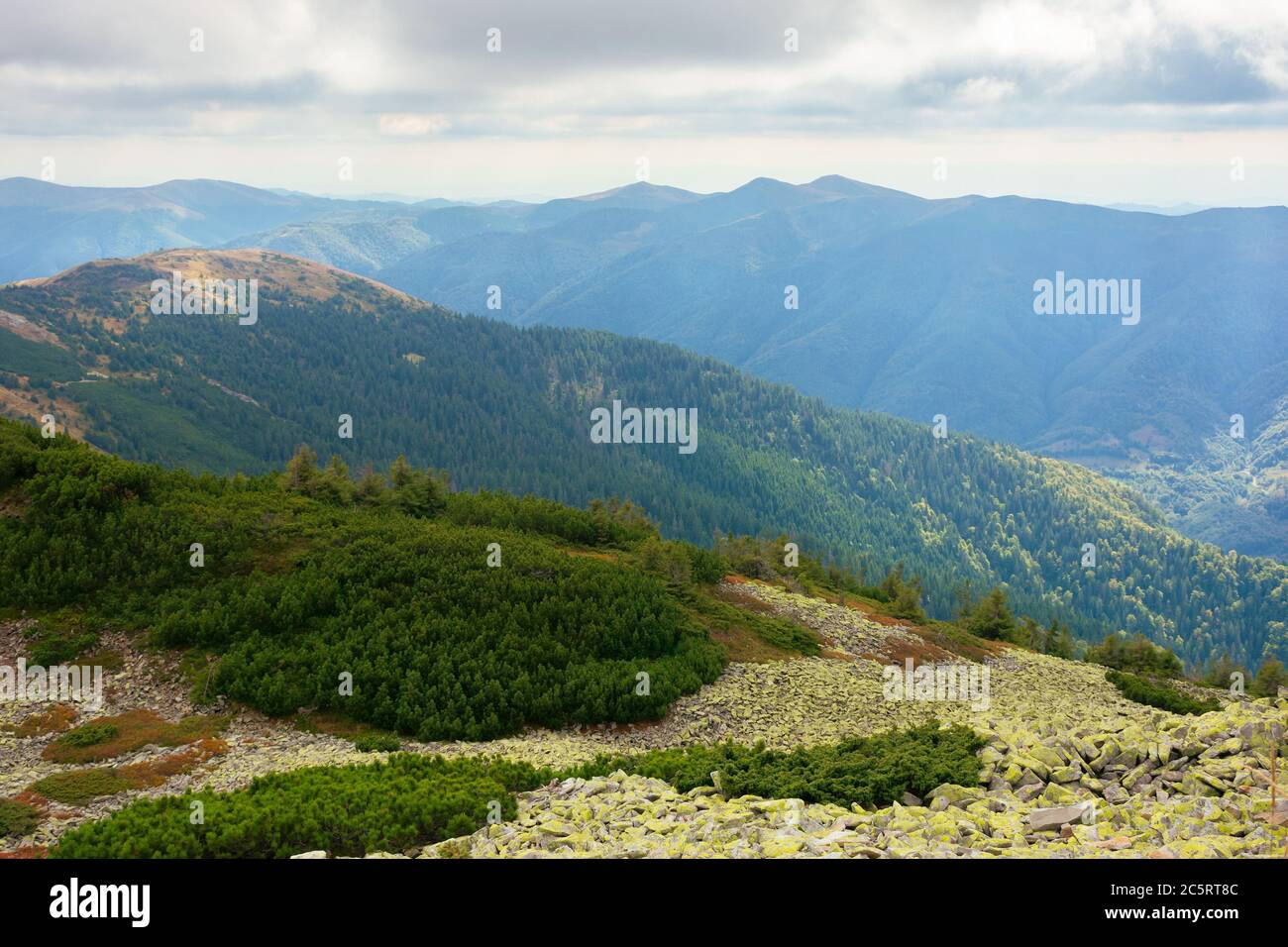 mountain landscape with green stones. juniper tree among the rocks and grass. dramatic nature scenery on a cloudy day. great view in to the distant kr Stock Photo
