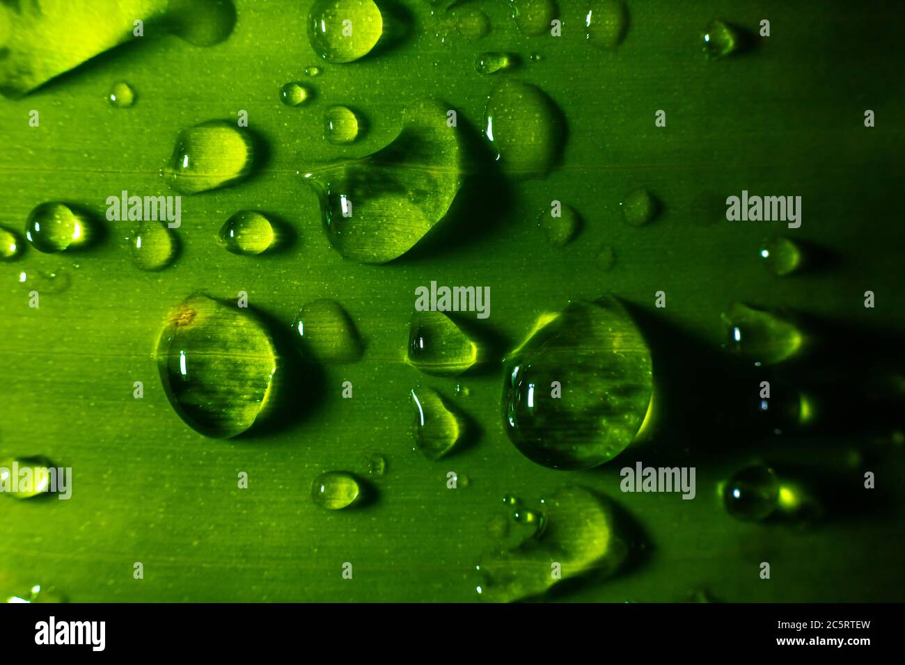 Water drop on green leave. Nature background Stock Photo - Alamy