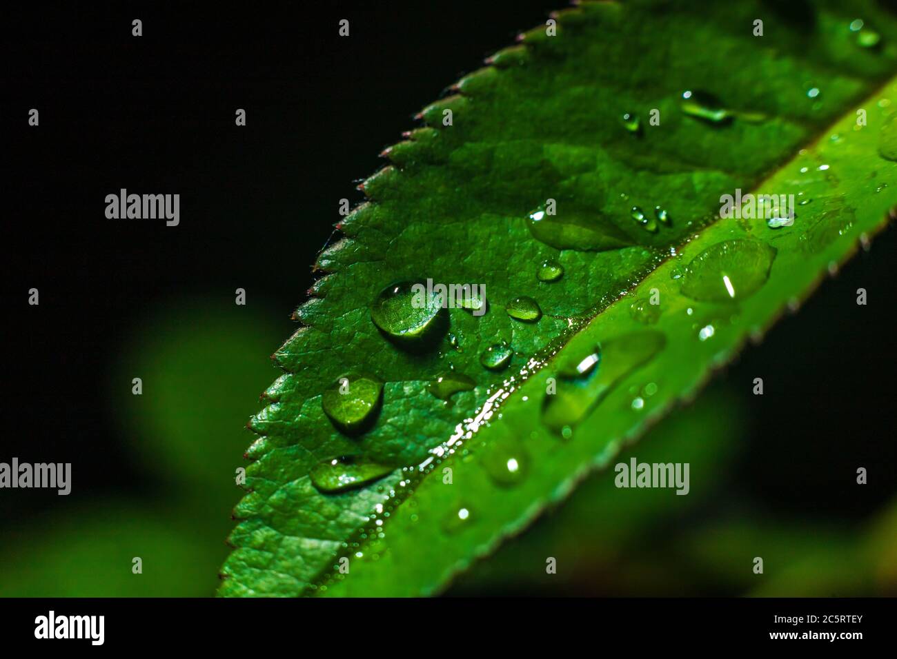 Water drop on green leave. Nature background Stock Photo - Alamy