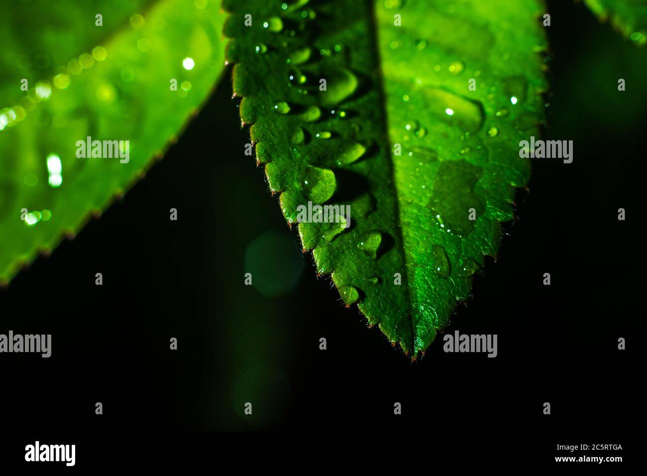 Water drop on green leave. Nature background Stock Photo - Alamy