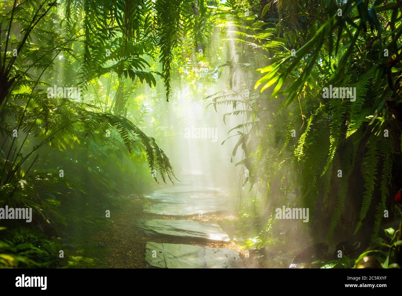 The fog in the rain forest and sun ray Stock Photo Alamy
