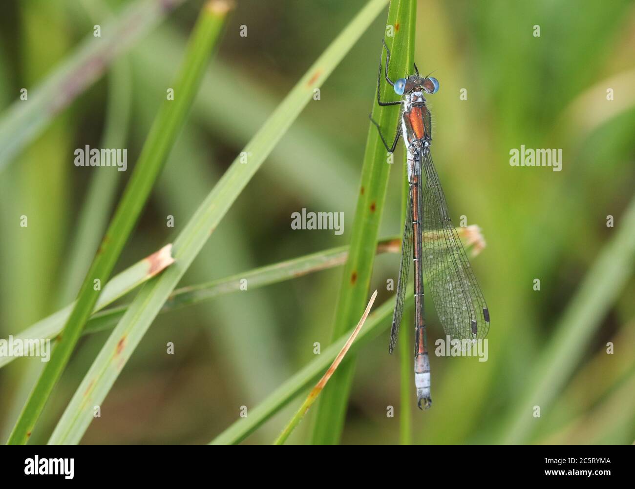 A rare male Scarce Emerald Damselfly, Lestes dryas, perching on a reed at the edge of a stream in the UK. Stock Photo