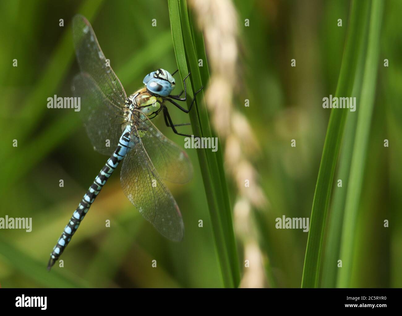 A rare Southern Migrant Hawker Dragonfly, Aeshna affinis, perching on a reed in the UK. Stock Photo