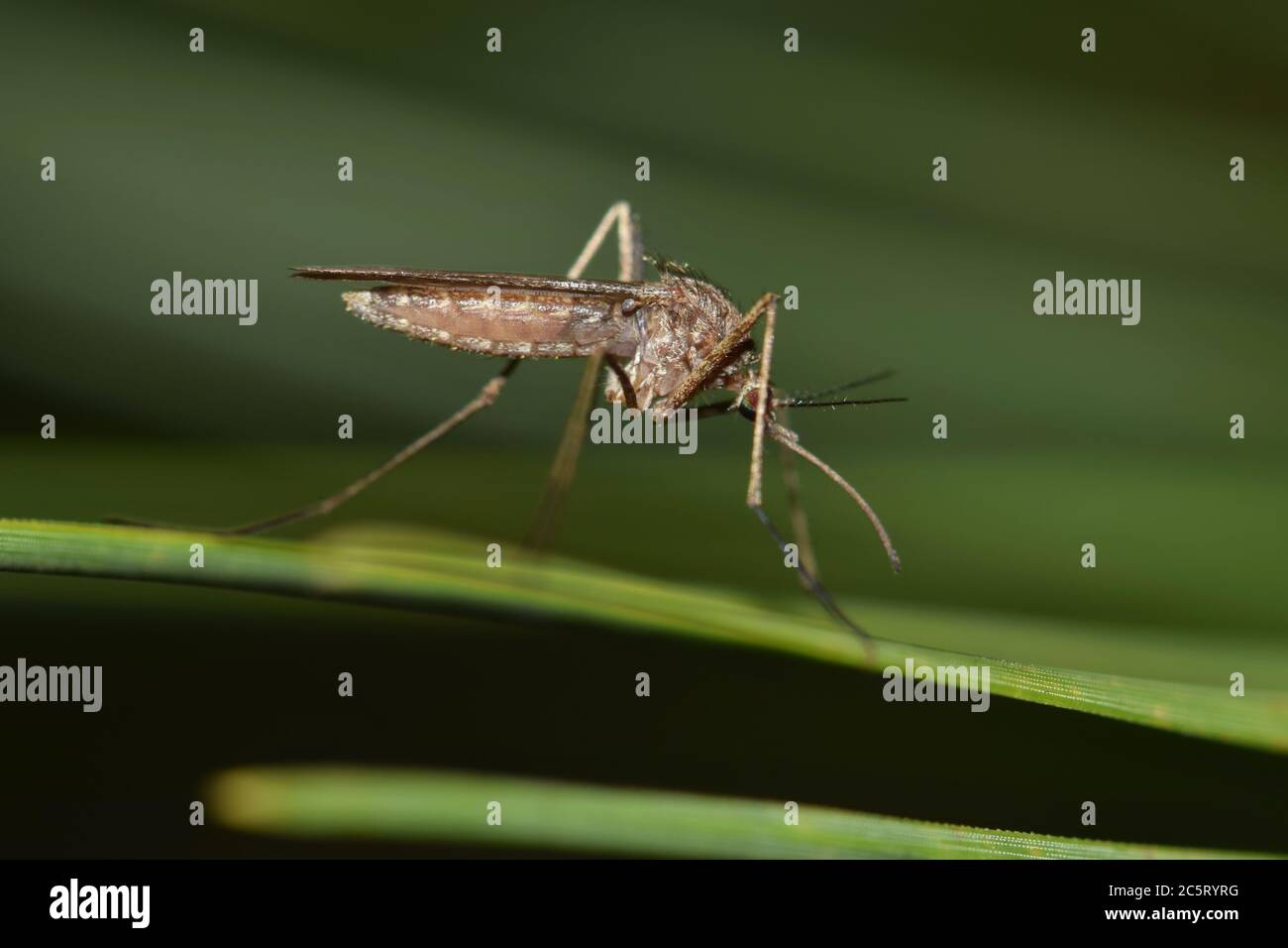 Mosquito on a green leaf during the night hours in Houston, TX. They are most prolific during the warmer months and can carry the West Nile virus. Stock Photo
