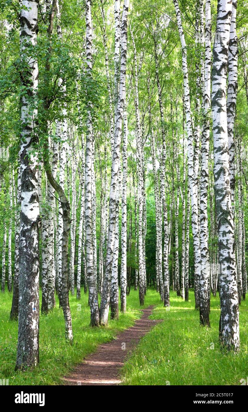 Footpath through summer birch grove in the morning sunshine Stock Photo ...