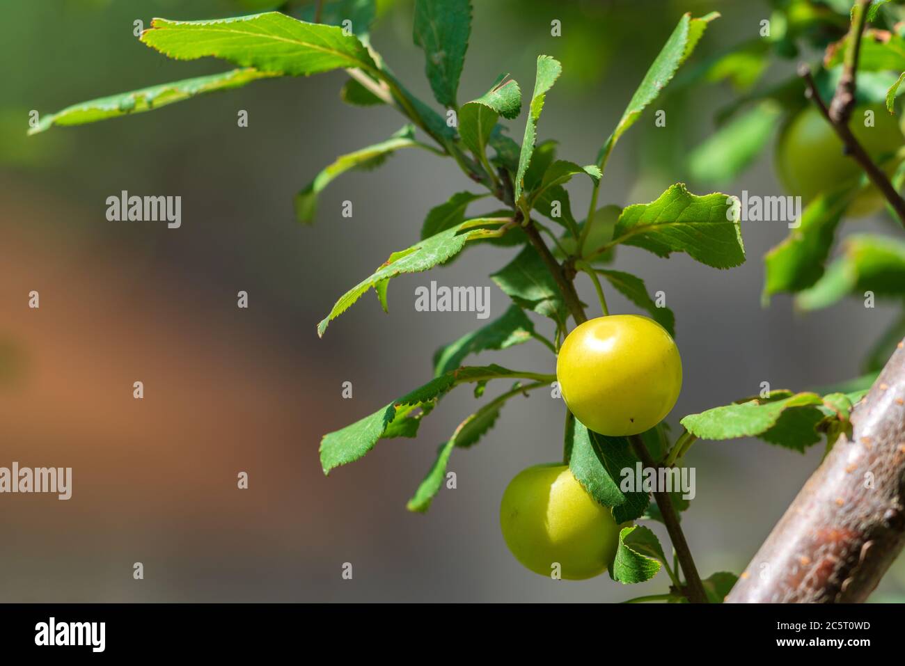 Ripening fruits of cherry plum on a branch Stock Photo