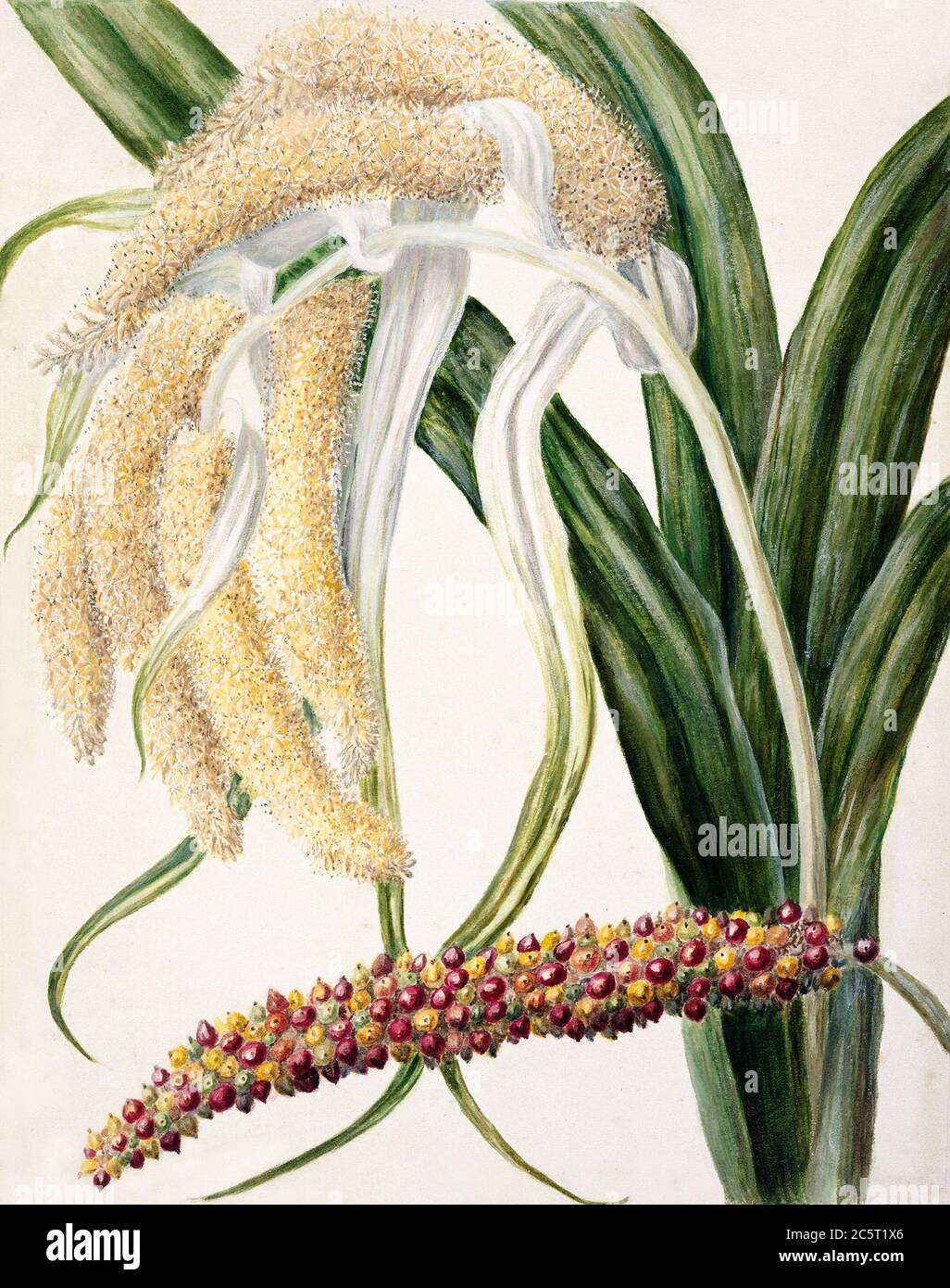 Antique plant Astelia solandri Kowharawhara drawn by Sarah Featon (1848–1927) Stock Photo
