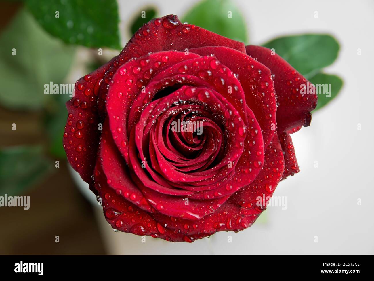 Gentle red rose drops hi-res stock photography and images - Alamy